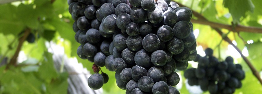 Cauquenes ripe Merlot cluster