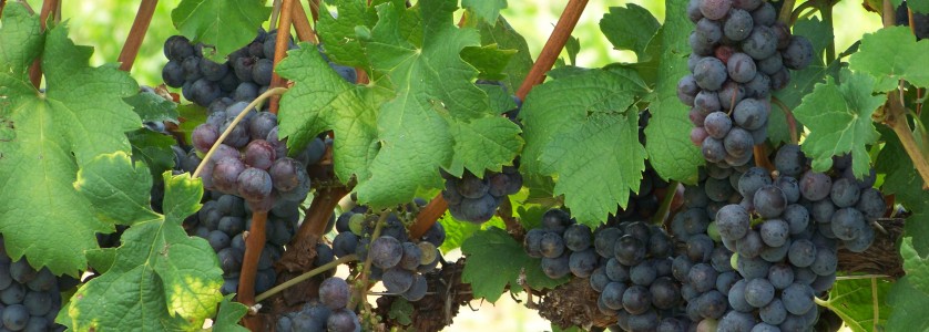 Cabernet Franc clusters