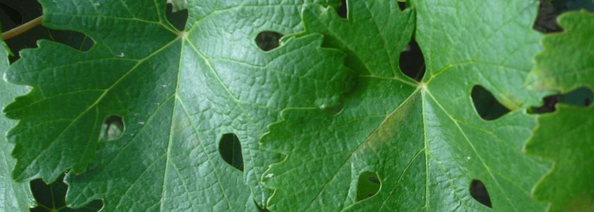 Cabernet Franc leaves