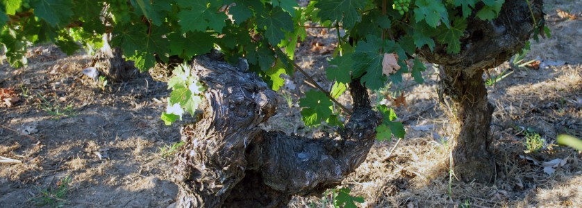 Cabernet Franc old vines