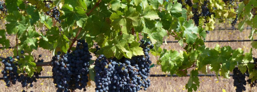 Cabernet Sauvignon clusters