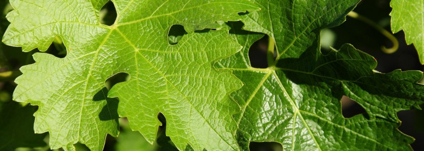 Cabernet Sauvignon leaves