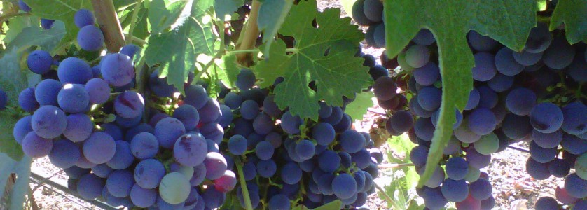 Cabernet Sauvignon ending veraison