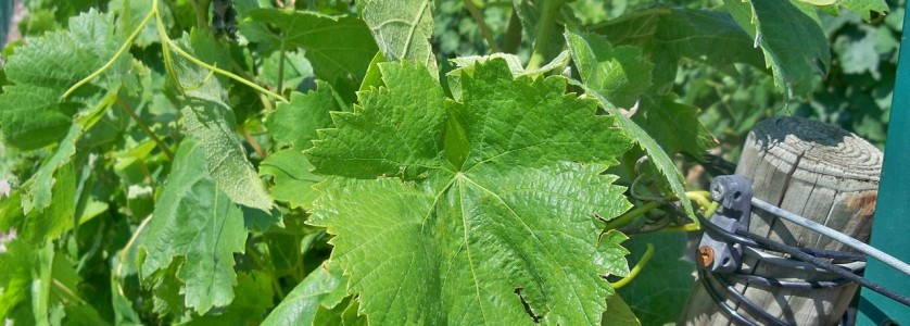 Carignan leaves