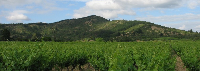 Carignan vineyards at Cauquenes
