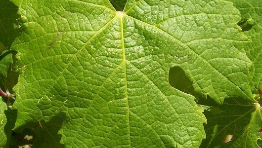 Carménère leaf