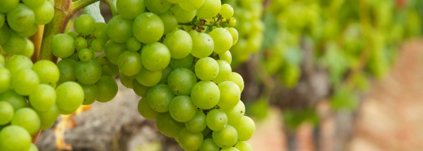 Chardonnay cluster