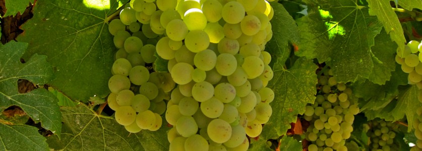 Chardonnay grapes just before harvest