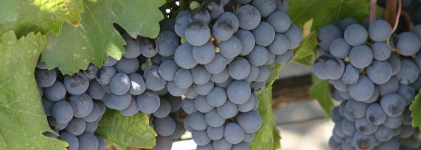 Malbec bunch of grapes