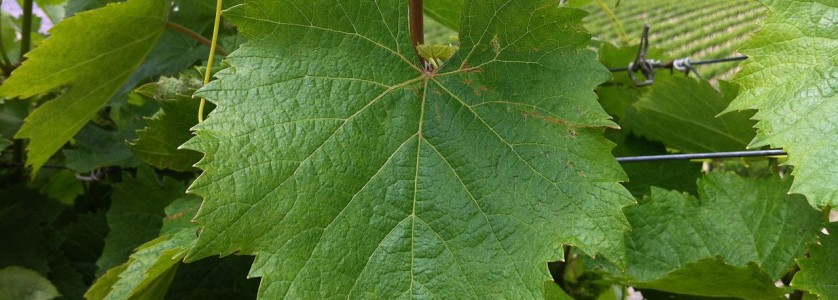 Malbec leaf
