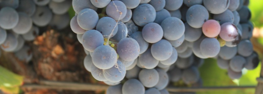 Merlot cluster before harvest
