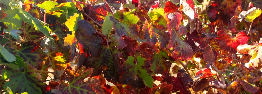 Merlot autumn foliage splendour