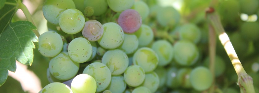 Merlot starting veraison