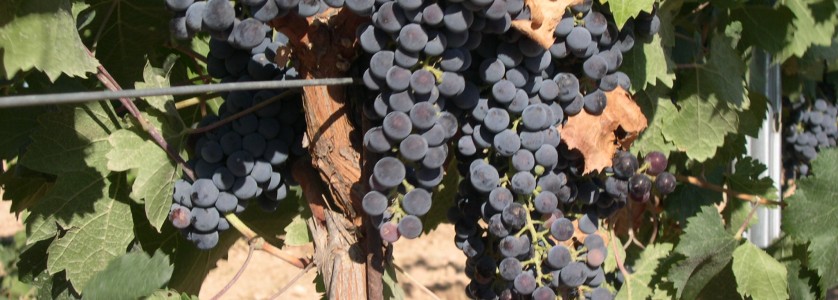 Merlot clusters