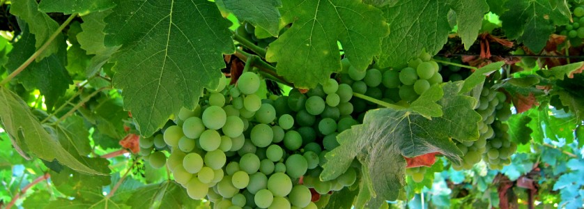 Muscat of Alexandria cluster