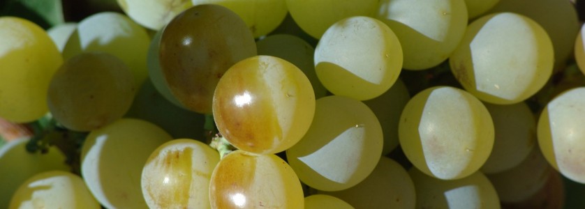 Muscat of Alexandria grapes