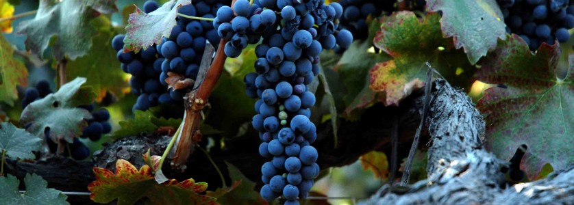 Old vine Syrah cluster