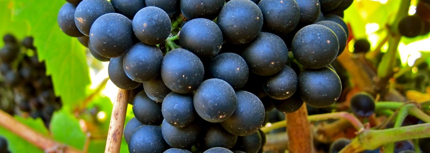 Petit Verdot cluster