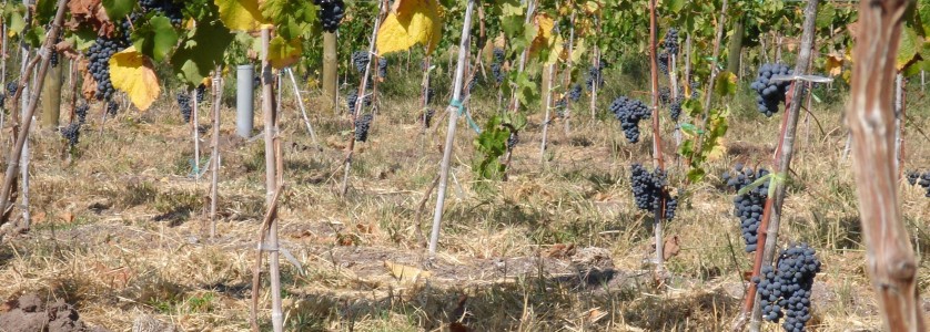 Petit Verdot clusters