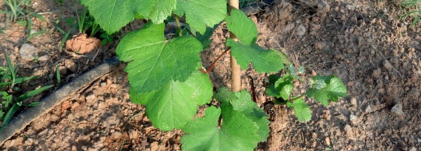 Petit Verdot leaves