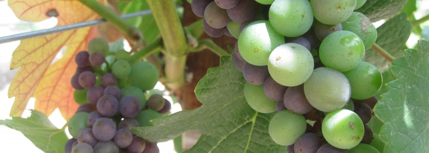Pinot Noir at veraison