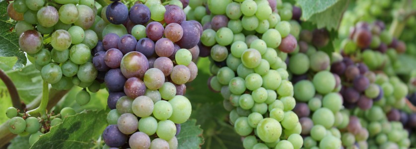 Pinot Noir at véraison