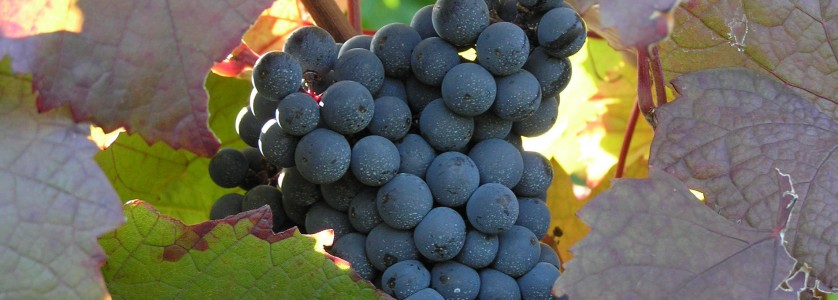 Pinot Noir grapes and leaves