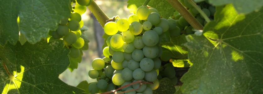 Sauvignon Blanc Grapes