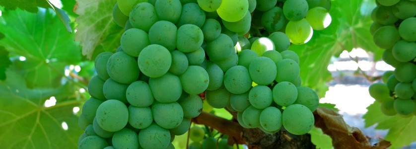Sauvignon Blanc cluster