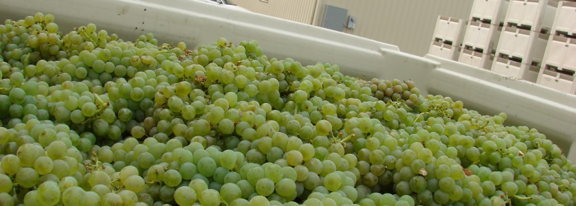 Sauvignon Blanc grapes after harvest