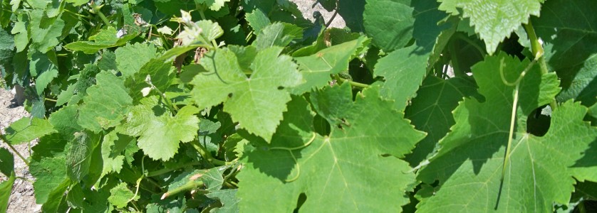 Syrah Leaves