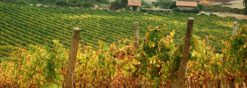 Maipo Valley vineyards