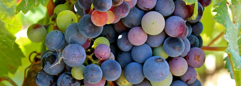 Alicante Bouschet at veraison