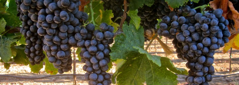 Alicante Bouschet clusters