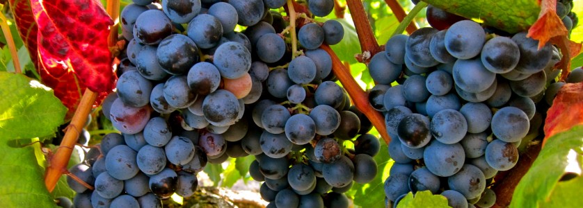 Alicante Bouschet bunch of grapes