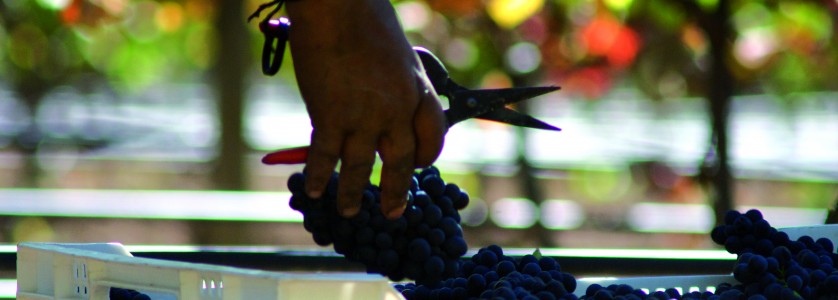 Split picking at Garcés Silva Vineyards
