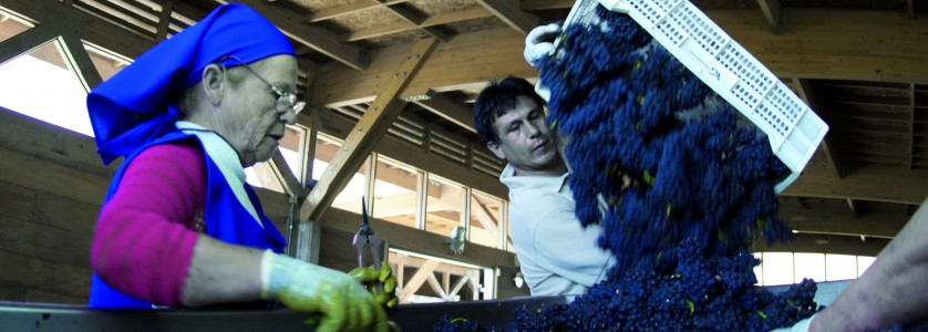 Berries selection before fermentation