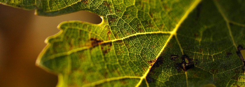 Viña Pargua leaf