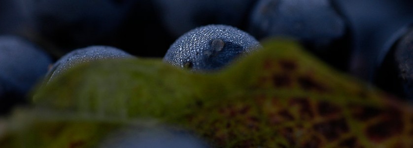 Viña Pargua bunch of grapes