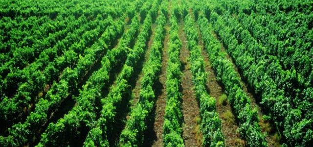 Hugo Casanova vineyards