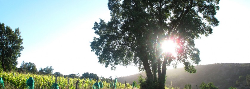 Montsecano characteristic dazzling light