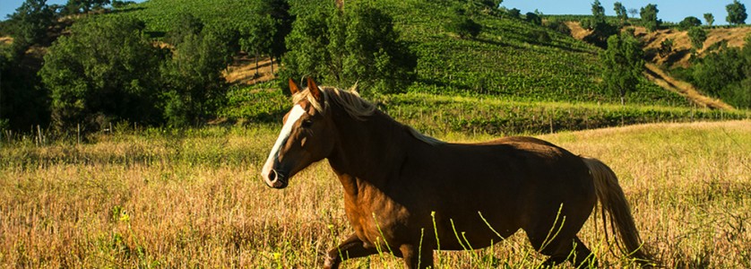 Montsecano favourite