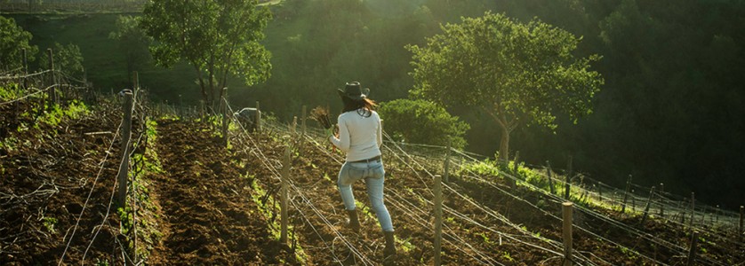 Montsecano replanting Pinot Noir