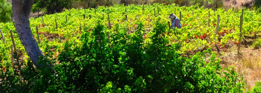 Montsecano vineyards