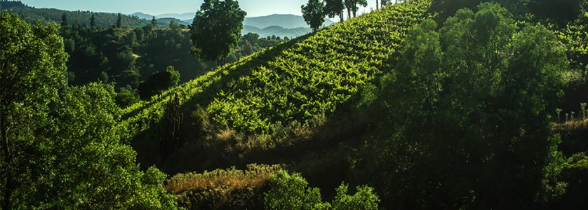 Montsecano native endemic forest of Quillays, Boldos and Maitenes convive with Pinot Noir
