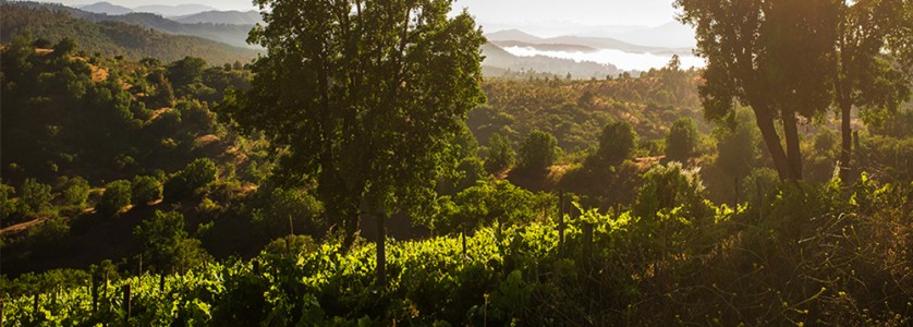 Montsecano vineyards