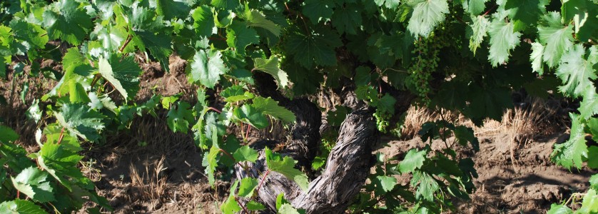 O. Fournier Cabernet Sauvignon vines at La Higuera estate