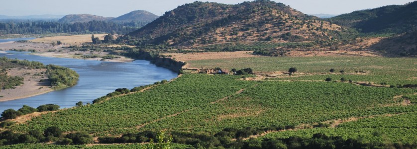 O. Fournier vineyards at Finca La Higuera