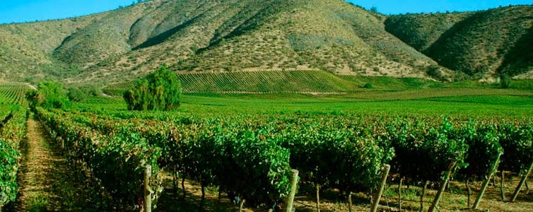 Central Valley vineyards