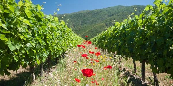 Maule Valley organic winegrowing